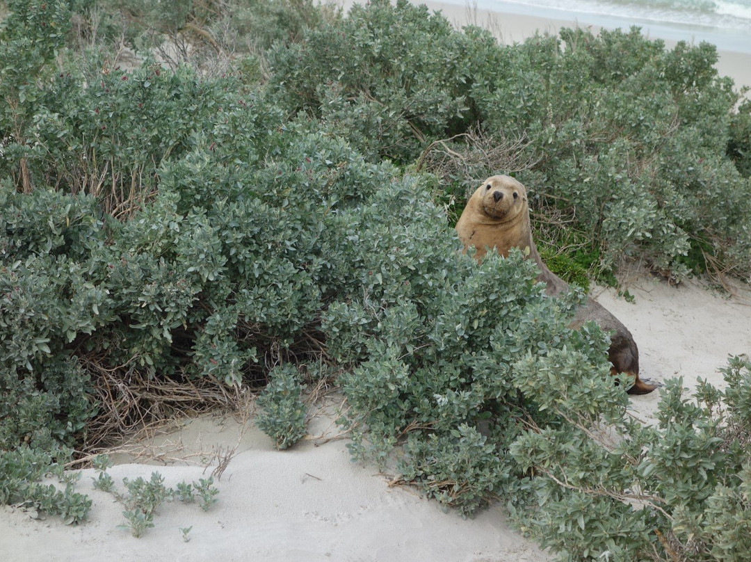 Seal Bay Conservation Park景点图片