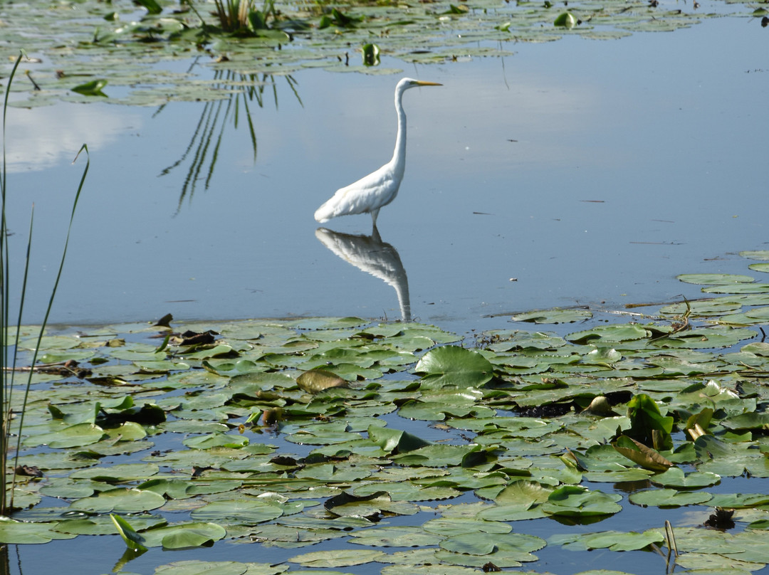 Druzno Lake Nature Reserve景点图片
