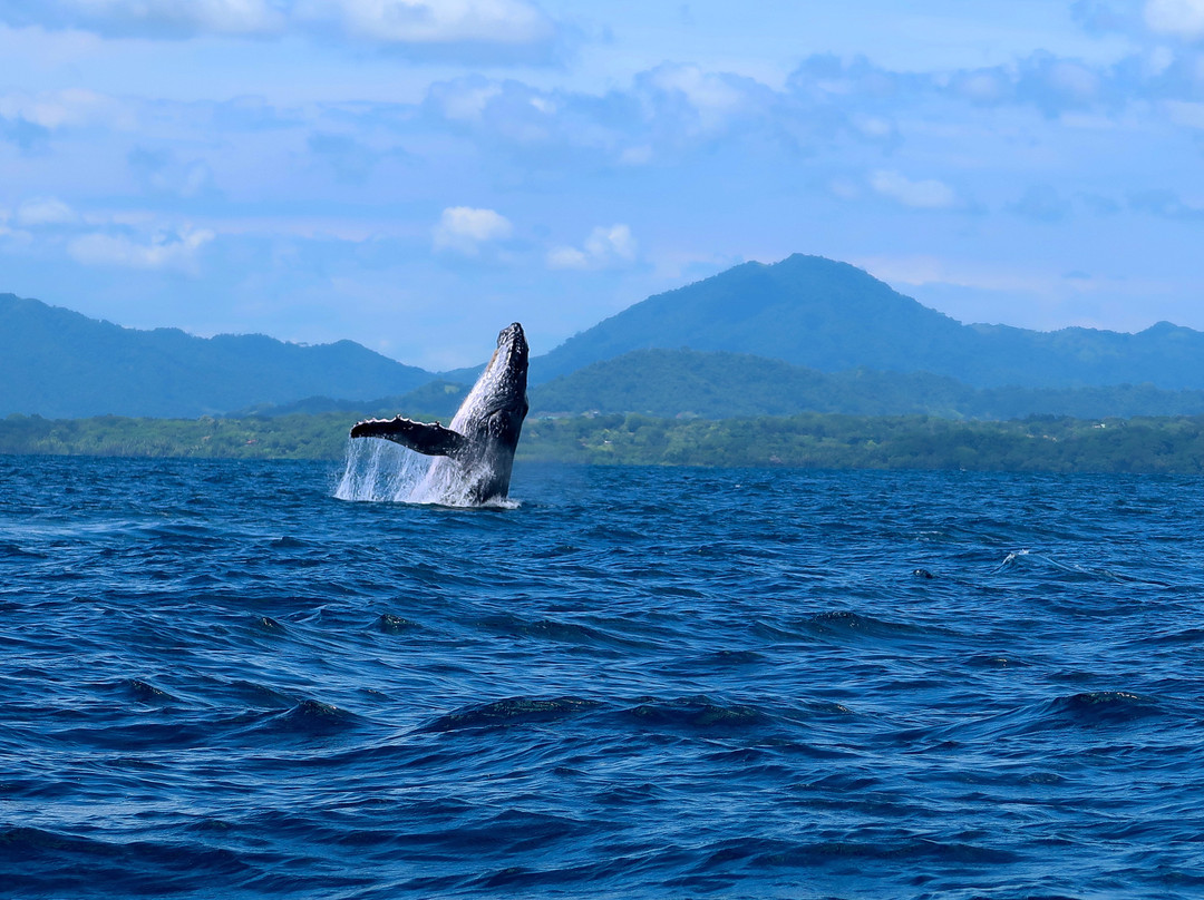 Iguana Divers-圣特雷莎必去景点