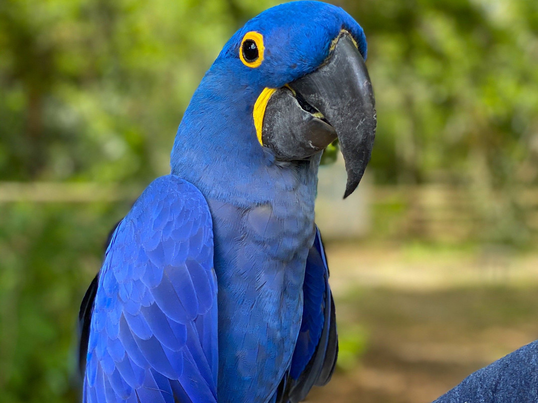 Bird Gardens of Naples-那不勒斯必去景点