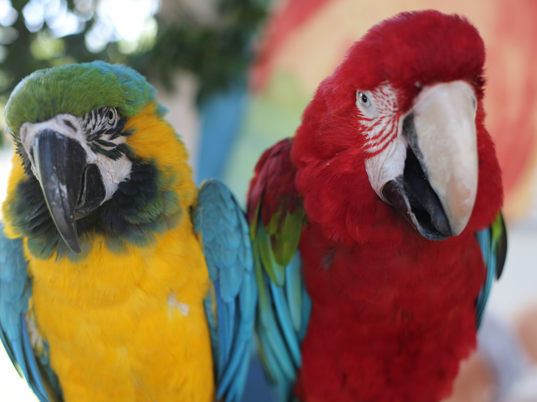 Le Zoo d'Agadir-阿加迪尔必去景点