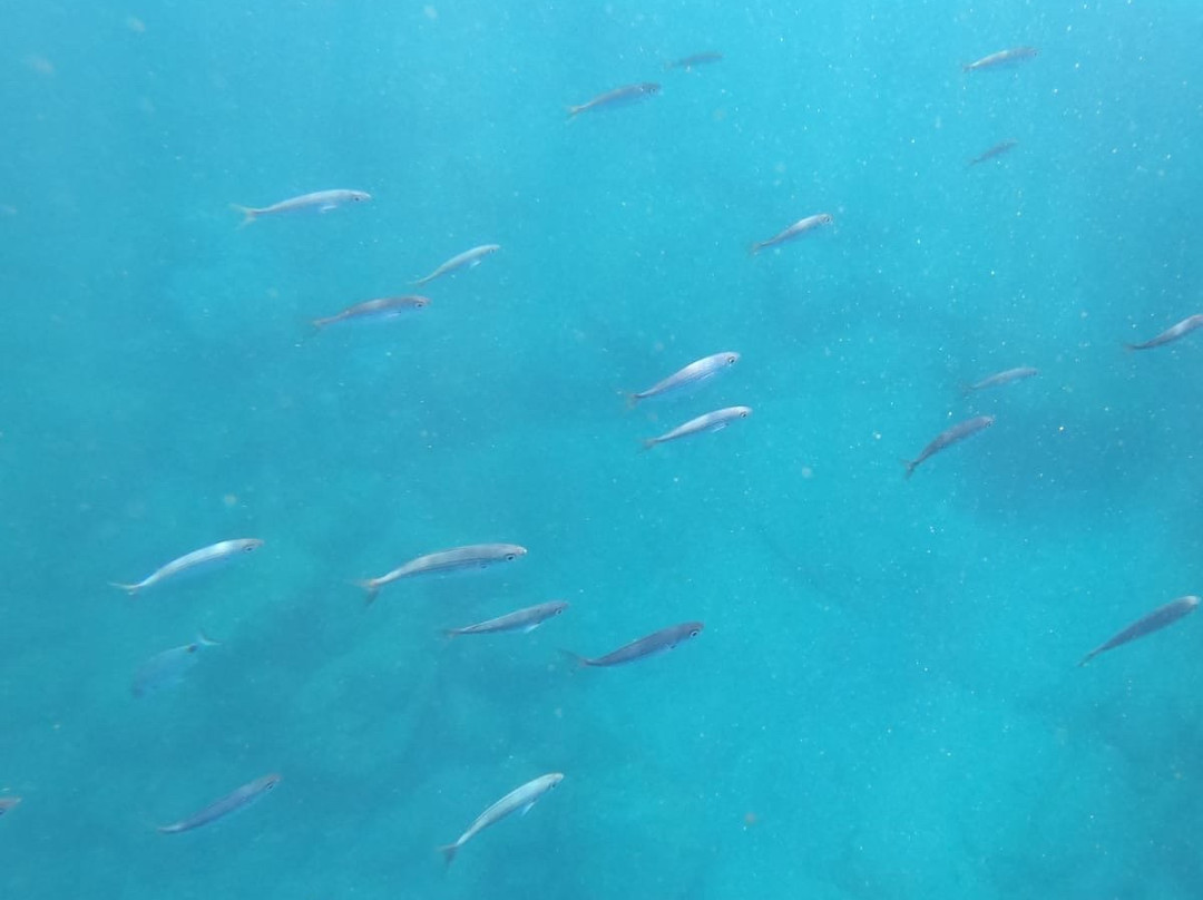 Tenerife snorkelling and kayaking-特内里费岛必去景点