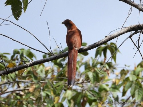 Reserva Toh-从莫雷洛斯港必去景点