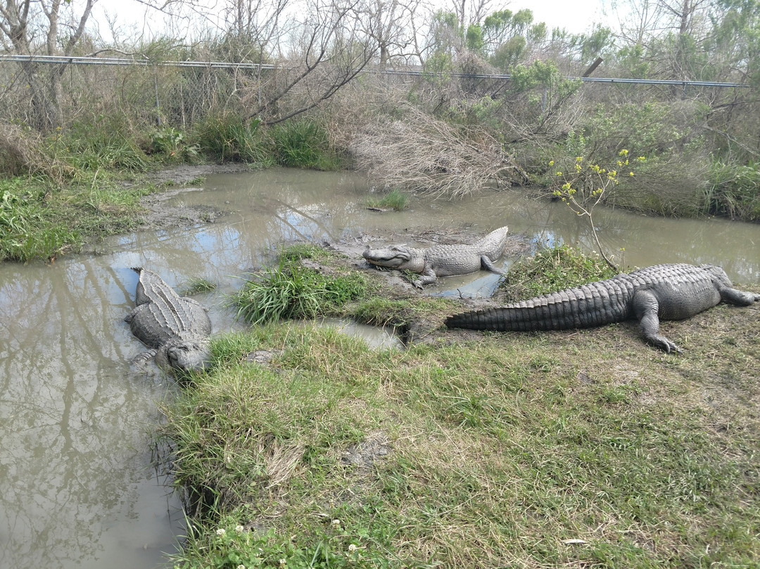 Crocodile Encounter-Angleton必去景点