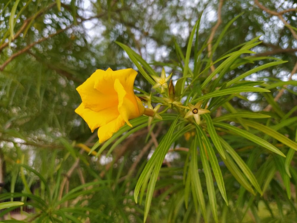 Chaofa Park景点图片