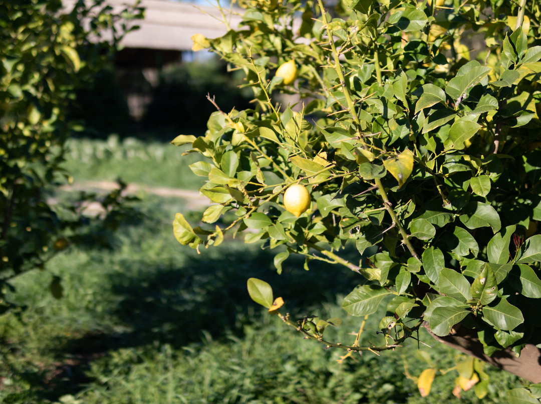 Domaine Tarbouriech主图