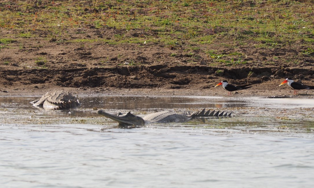 National Chambal Sanctuary景点图片