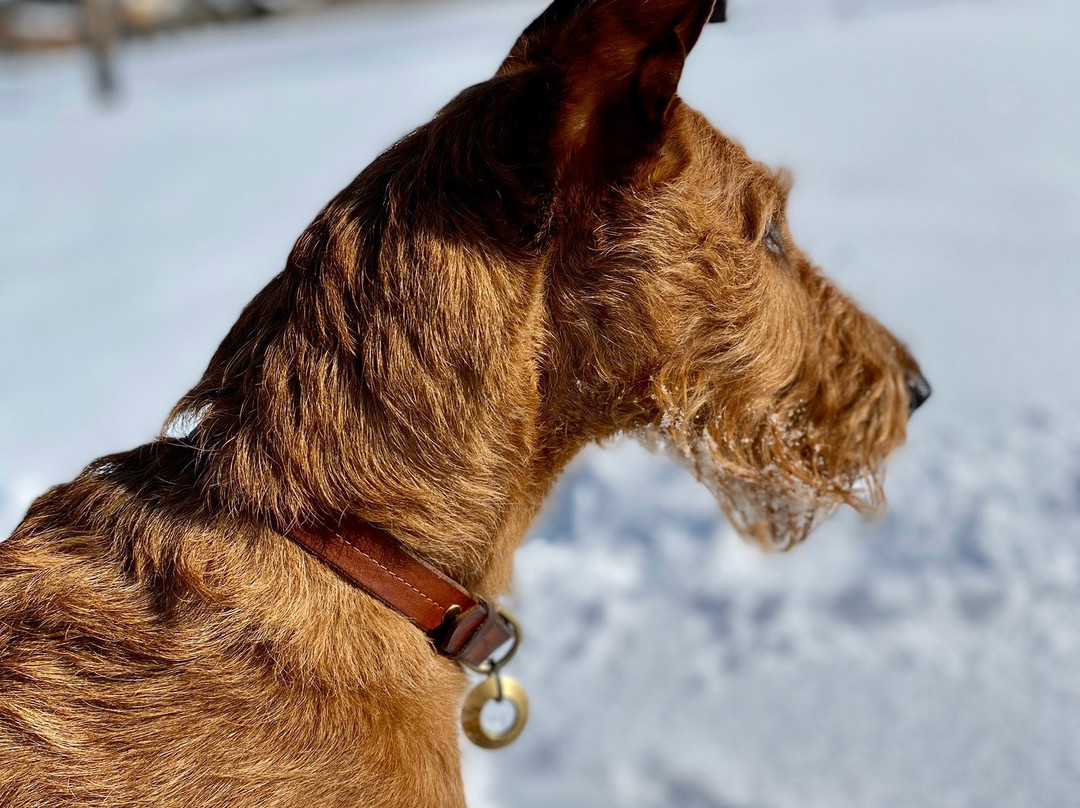 Hotel Grimming dogs&friends主图