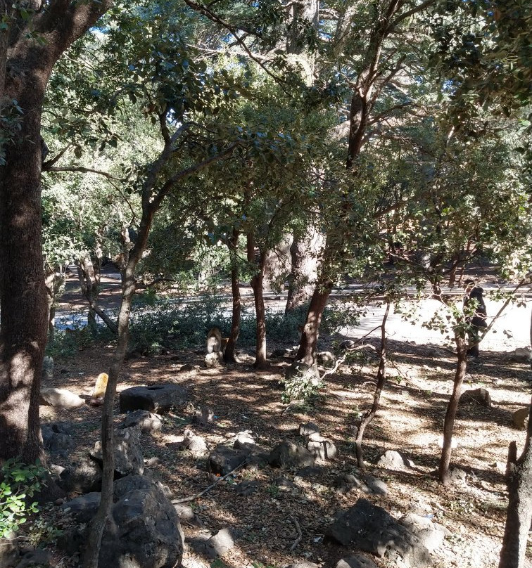 Cèdre Gouraud Forest-Azrou必去景点