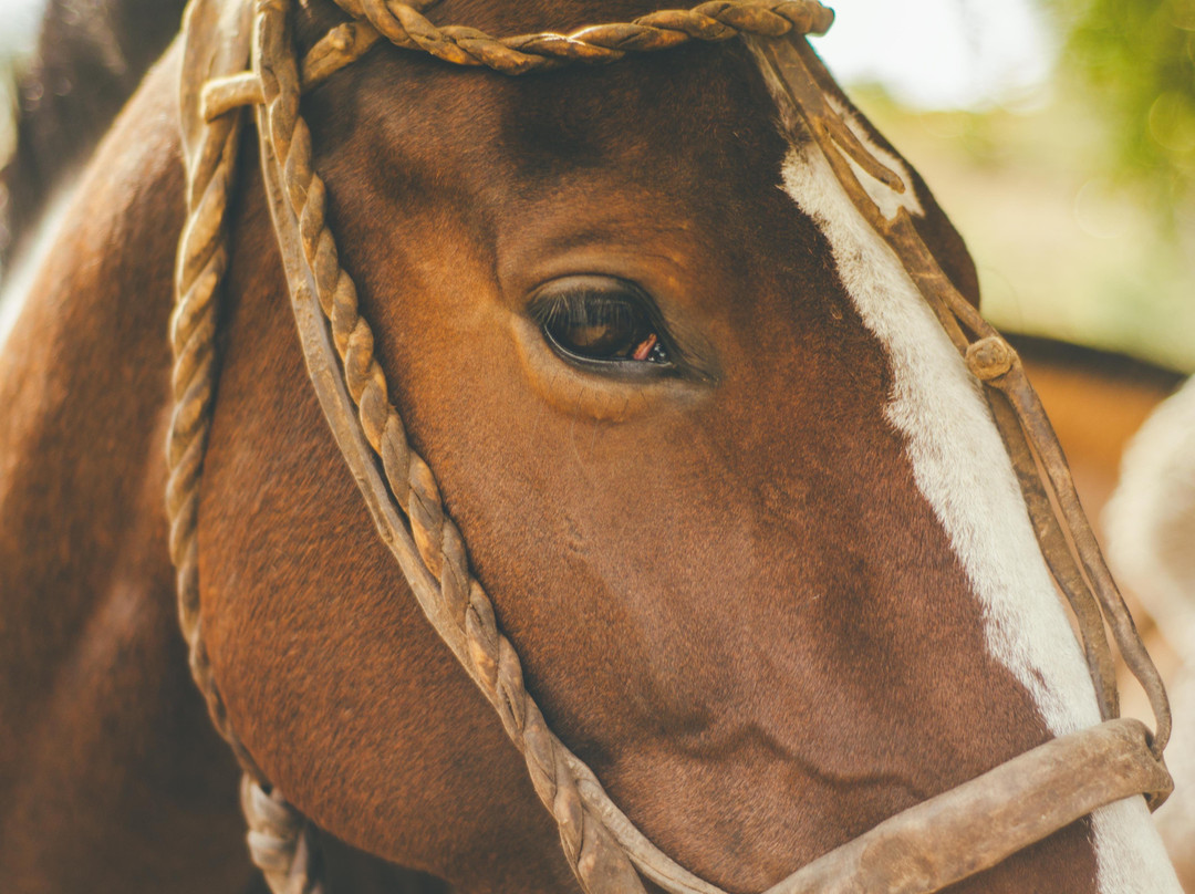 Finca Los Alcaravanes-Rozo必去景点