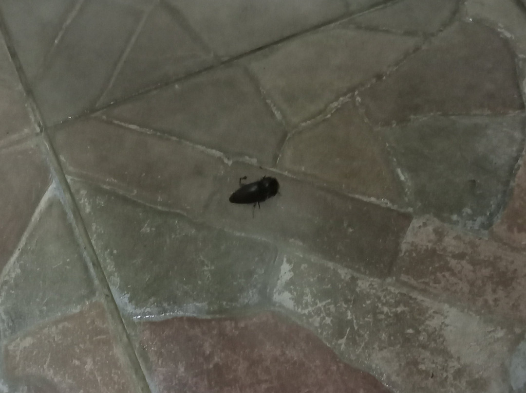 Cordova Home Village主图