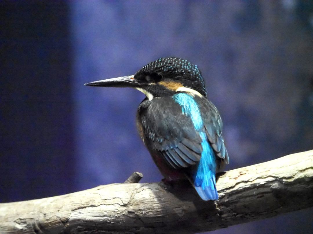 Aquamarine Inawashiro Kingfishers Aquarium景点图片