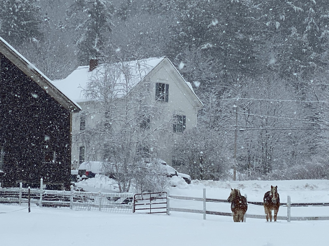 The Perennial Inn主图