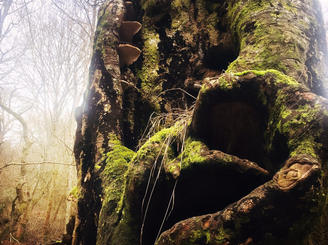 Forest of Dean Sculpture Trail景点图片