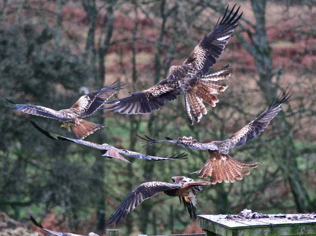 Bellymack Hill Farm - Kite Feeding Station景点图片