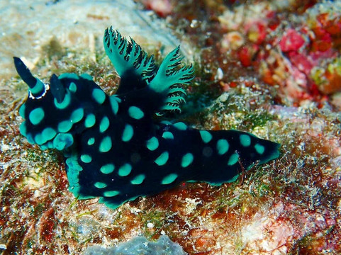 394DIVE-马丹岛必去景点