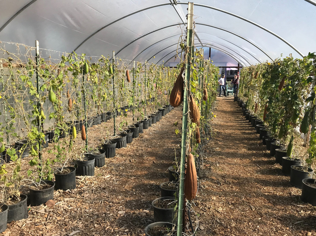 The Luffa Farm景点图片