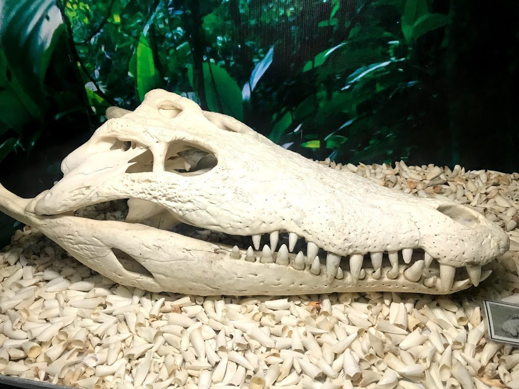 D' Bone Collector Museum-达沃必去景点