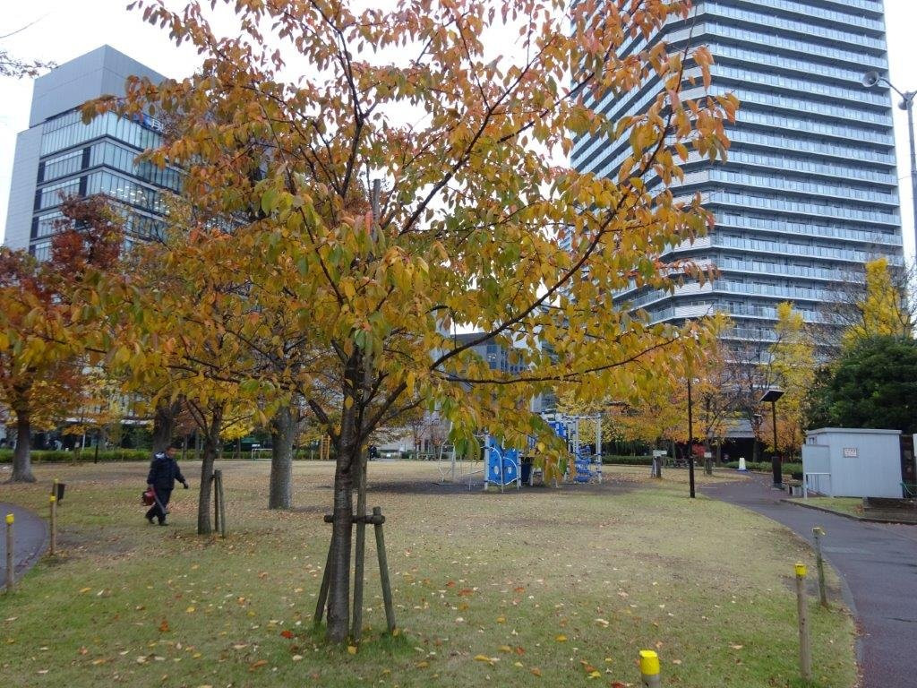 Reimeibashi Park景点图片