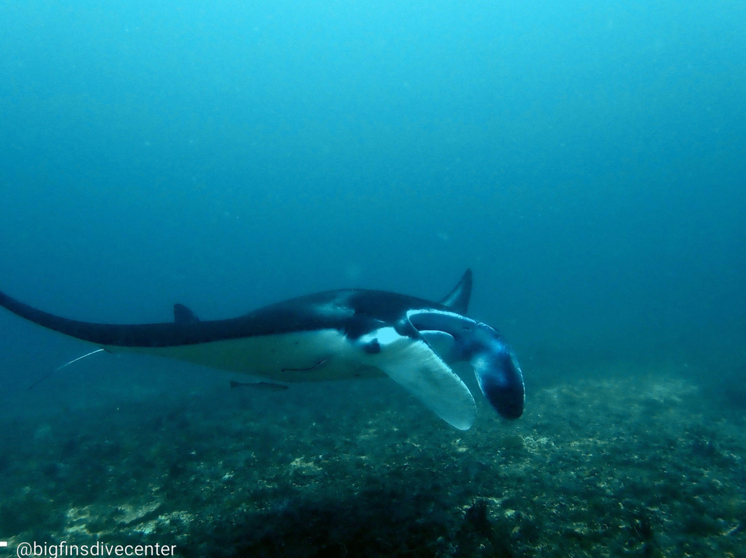 Big Fins Dive Center-San Jacinto必去景点