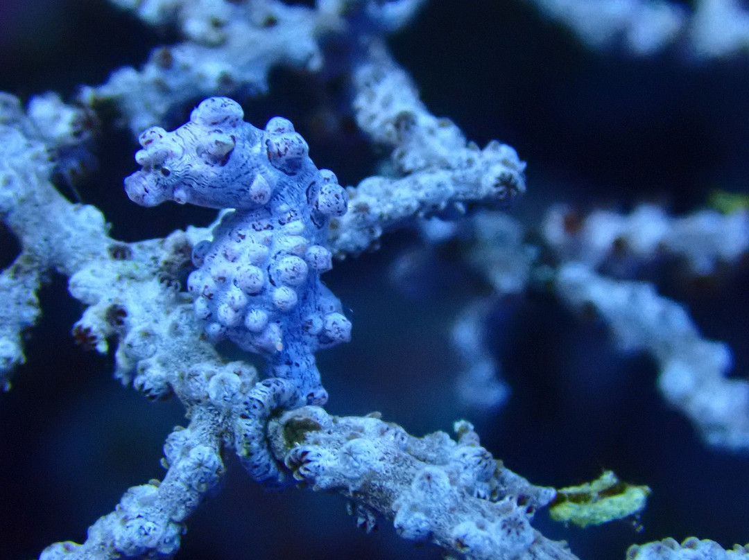 Sulawesi Dive Trek景点图片