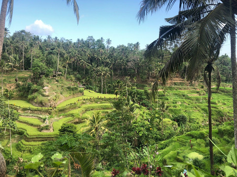 Ubud Bali Day Tour-乌布必去景点