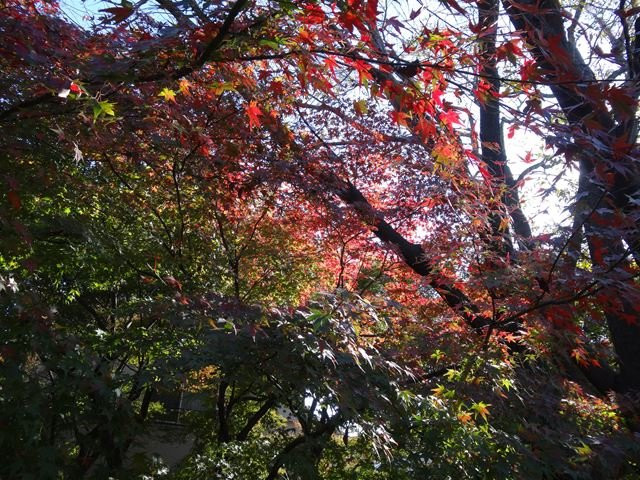 Koen-ji Temple-杉并区必去景点