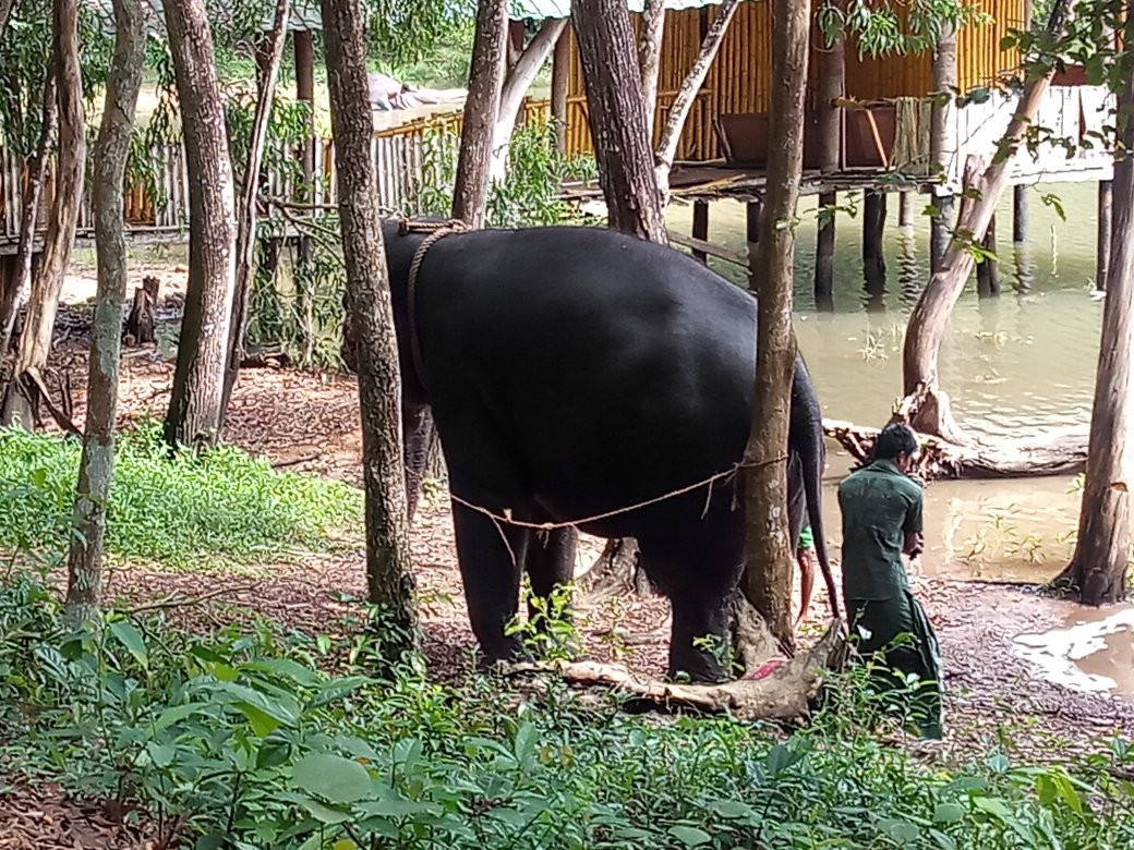 Elephant Rehabilitation Centre景点图片