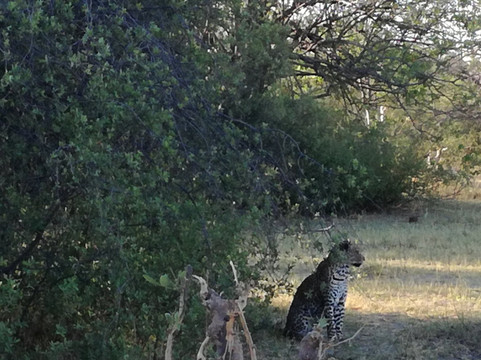 Magotho Camp (Khwai Development Trust)主图