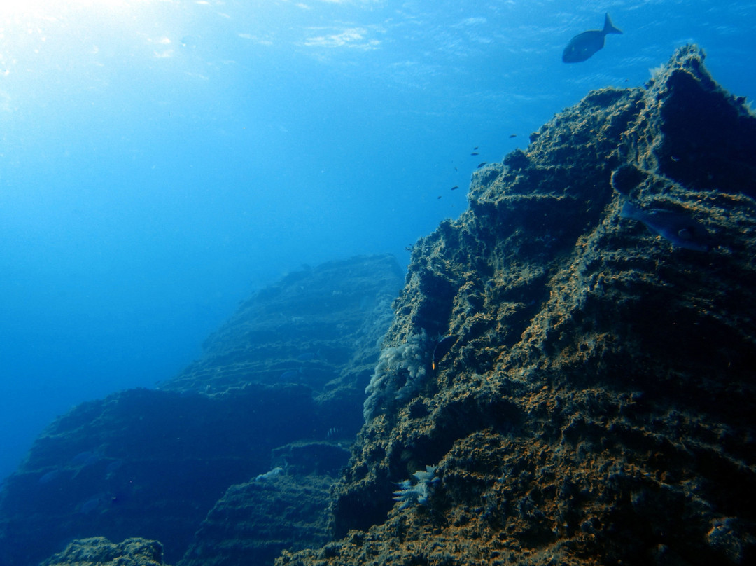 Arrecifal Dive Centre景点图片