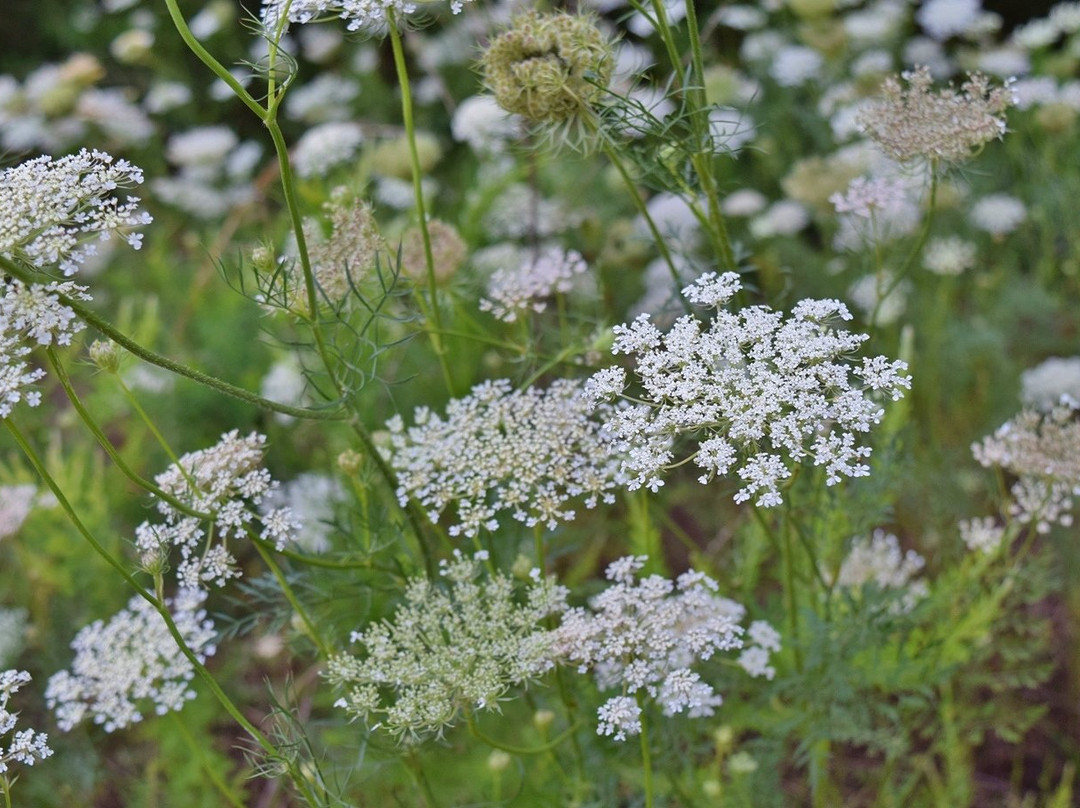 Turnipseed Nature Preserve-Wendell必去景点