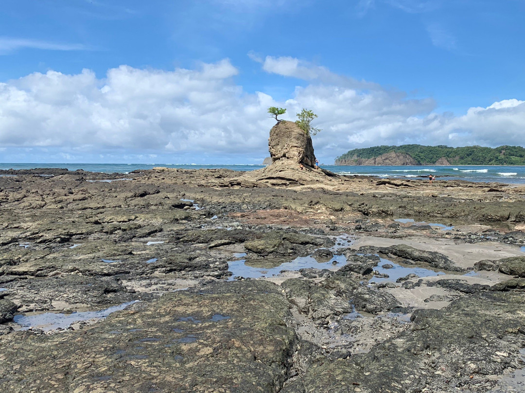 Costa Rica Monkey Tours -  Day Tours景点图片