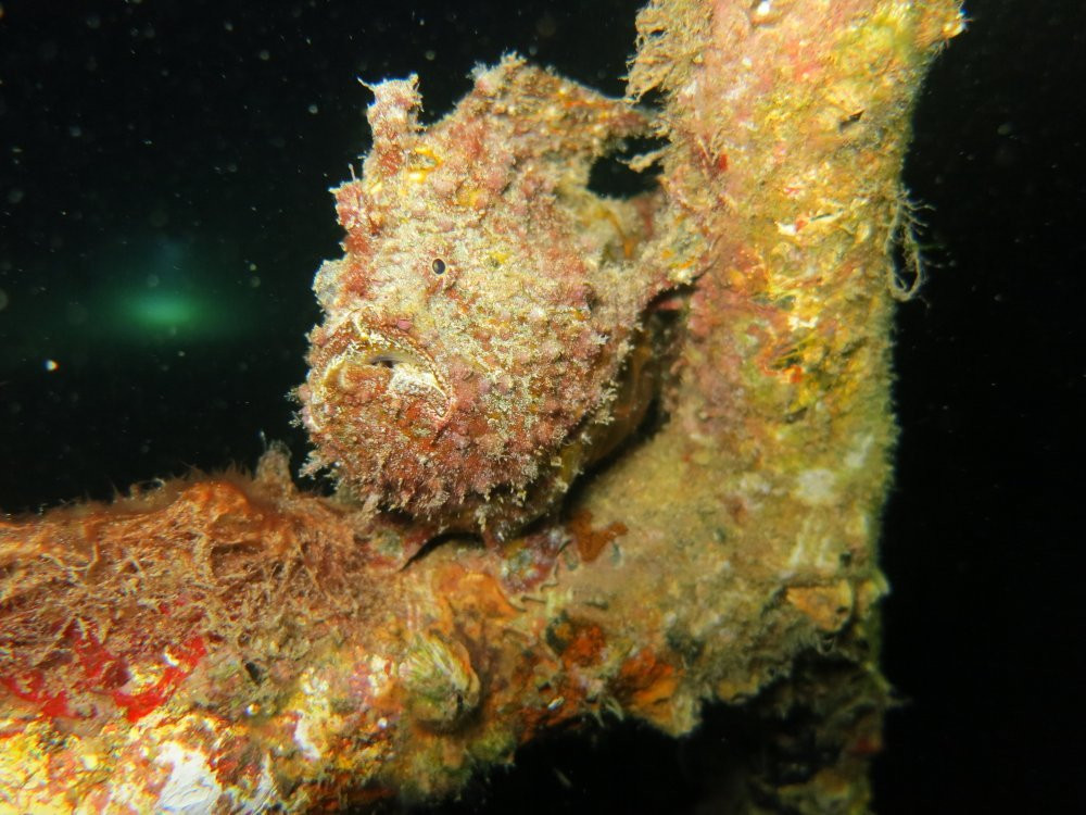 Haliotis Dive Center-明德卢必去景点