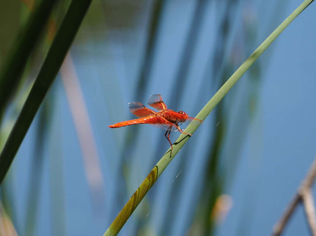 Pearson-Arastradero Preserve-帕罗奥多必去景点