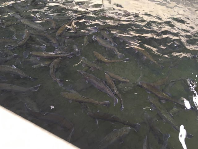 Tonto Creek Fish Hatchery-Payson必去景点