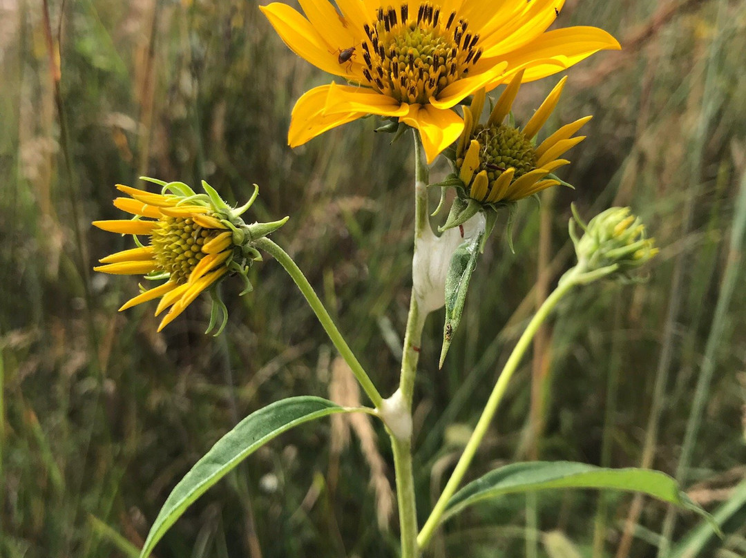 August A. Busch Memorial Conservation Area-圣查尔斯必去景点