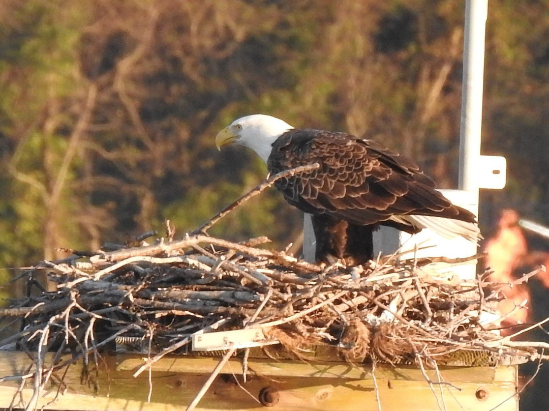 Bay Haven Inn of Cape Charles主图