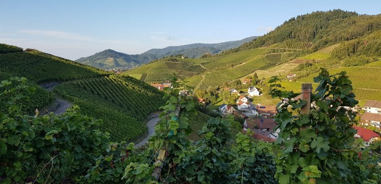 法克斯黑森林农场酒店-官方