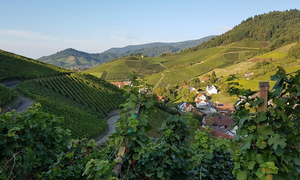 法克斯黑森林农场酒店主图