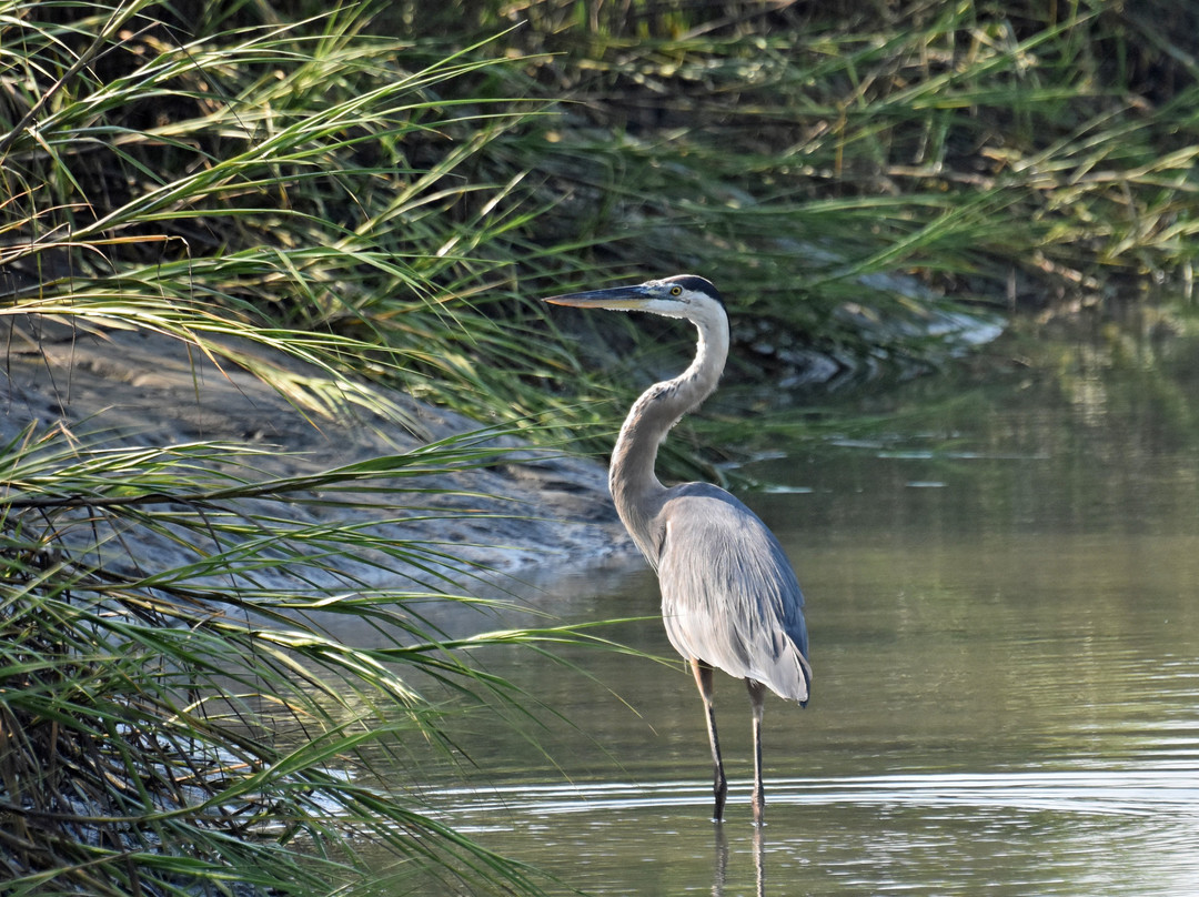 Barrier Islands Eco Tours-棕榈岛必去景点