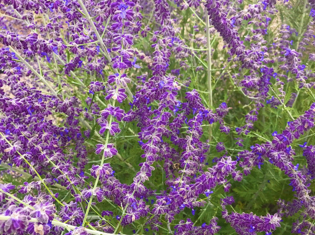 Secret Garden at Brys Estate-特拉弗斯城必去景点