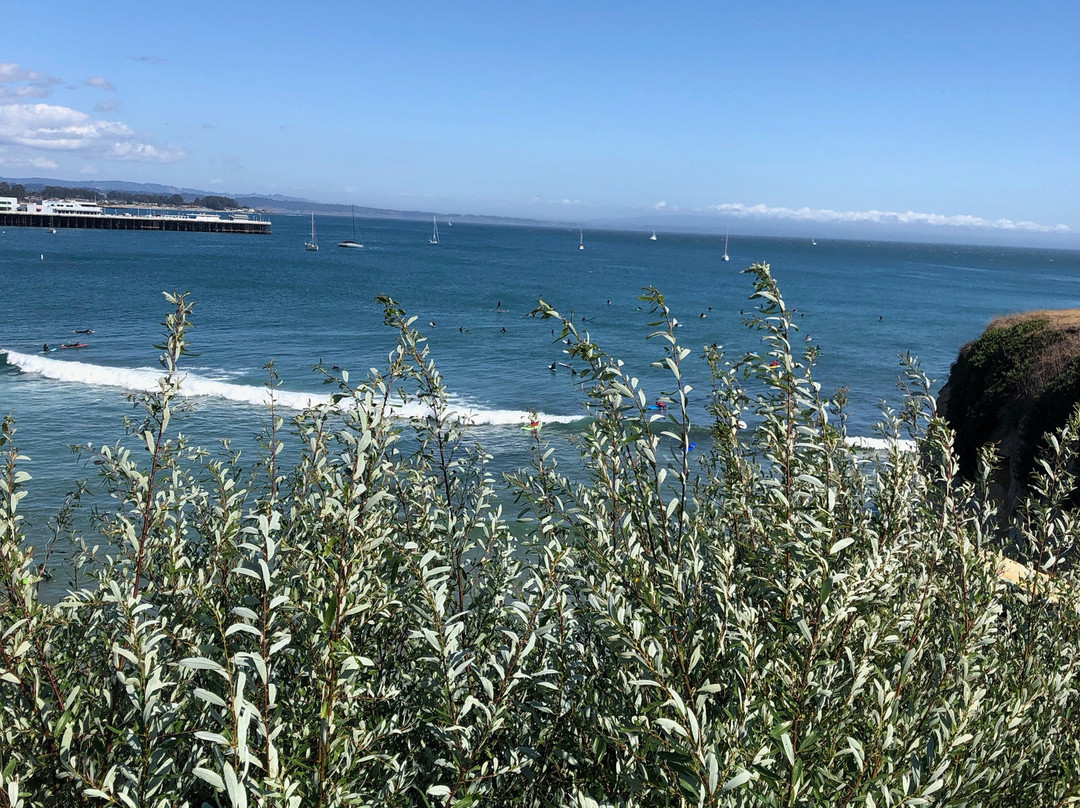 Lighthouse Field State Beach-圣克鲁斯必去景点