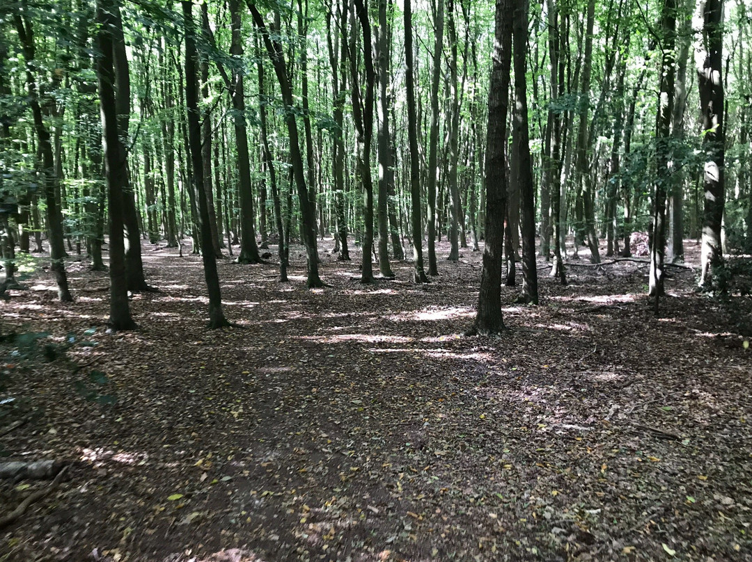 Philipshill Wood景点图片