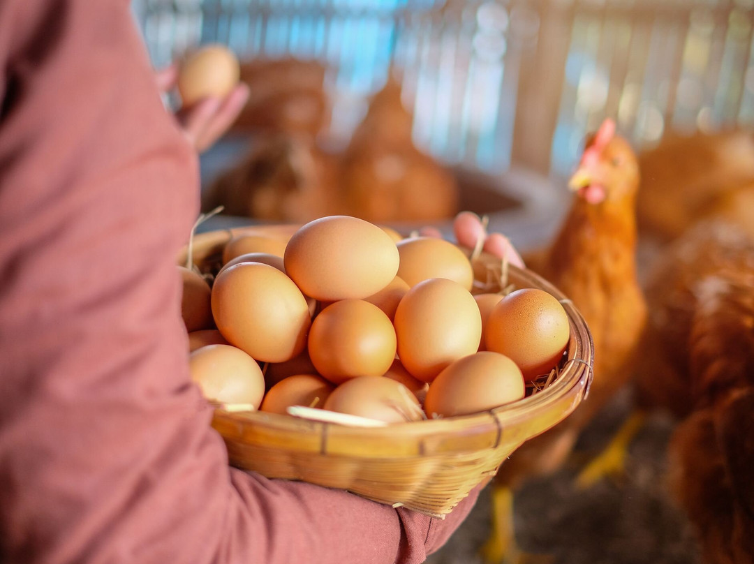 Cabritillo Del Maestrazgo