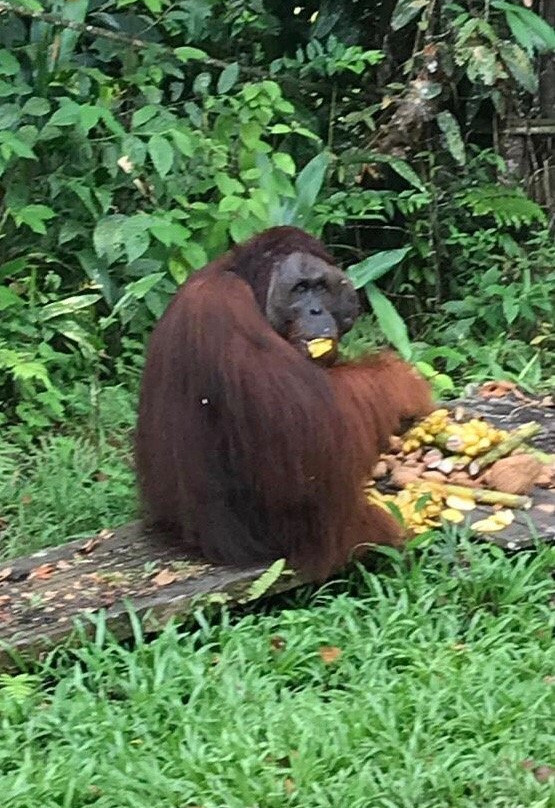 The Great Orangutan Project景点图片