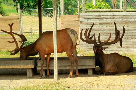 Penn's Cave & Wildlife Park景点图片