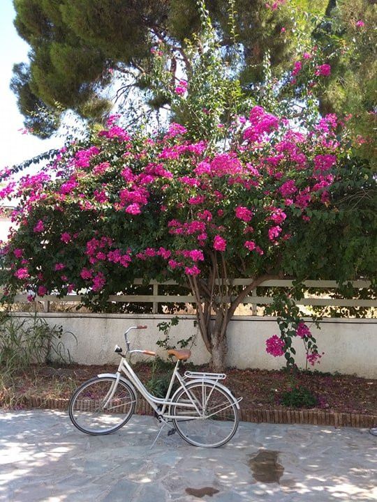 Cascade Holiday Resort主图