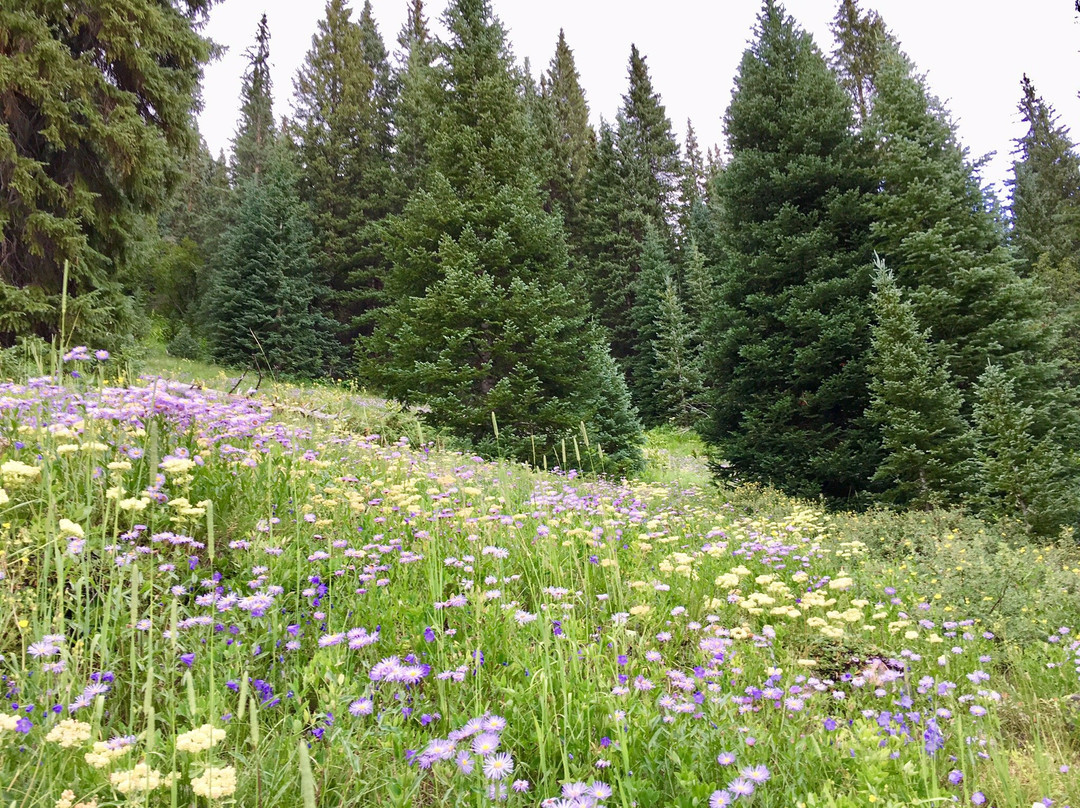 North Tenmile Trail #37-弗里斯科必去景点