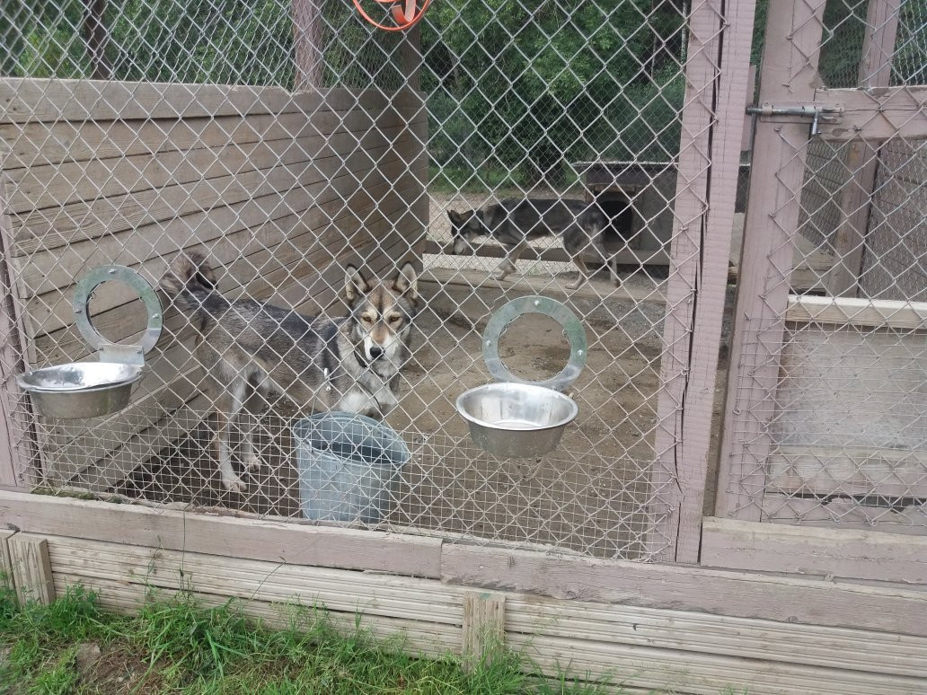 Vuokatti Safaris-Vuokatti必去景点