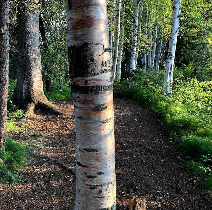 Creamer's Field Migratory Waterfowl Refuge-费尔班克斯必去景点